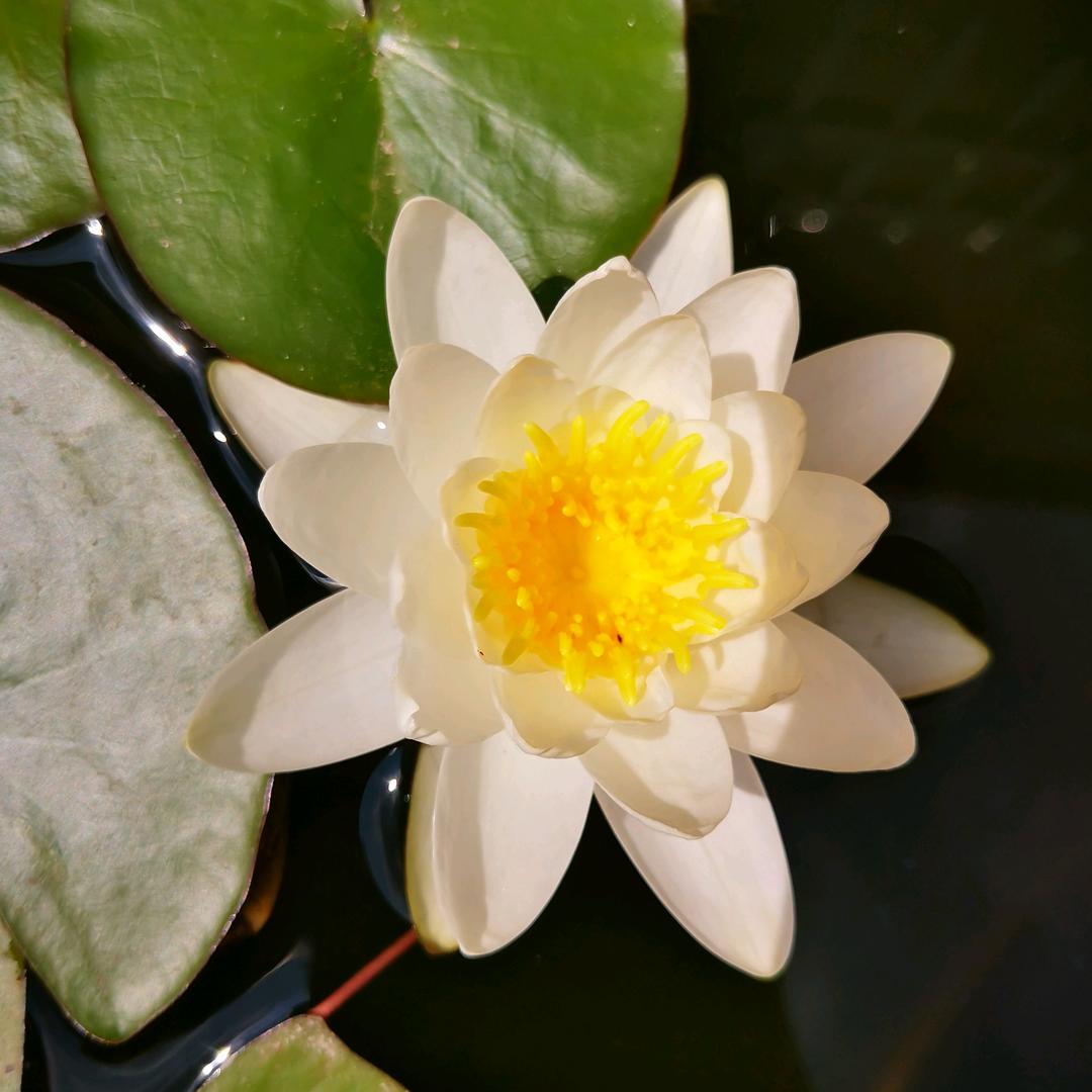 我要从来头像