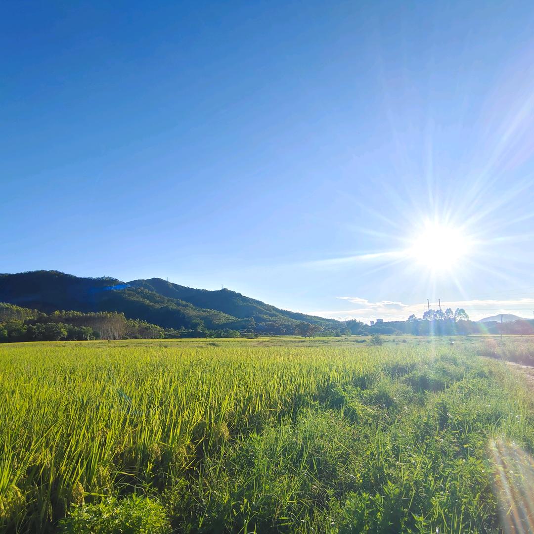 农村土地出租小陈