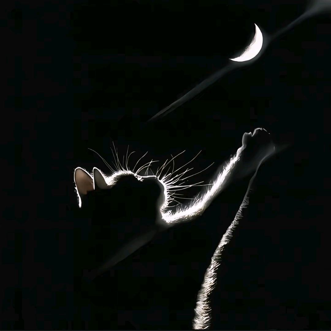 猫宁之家