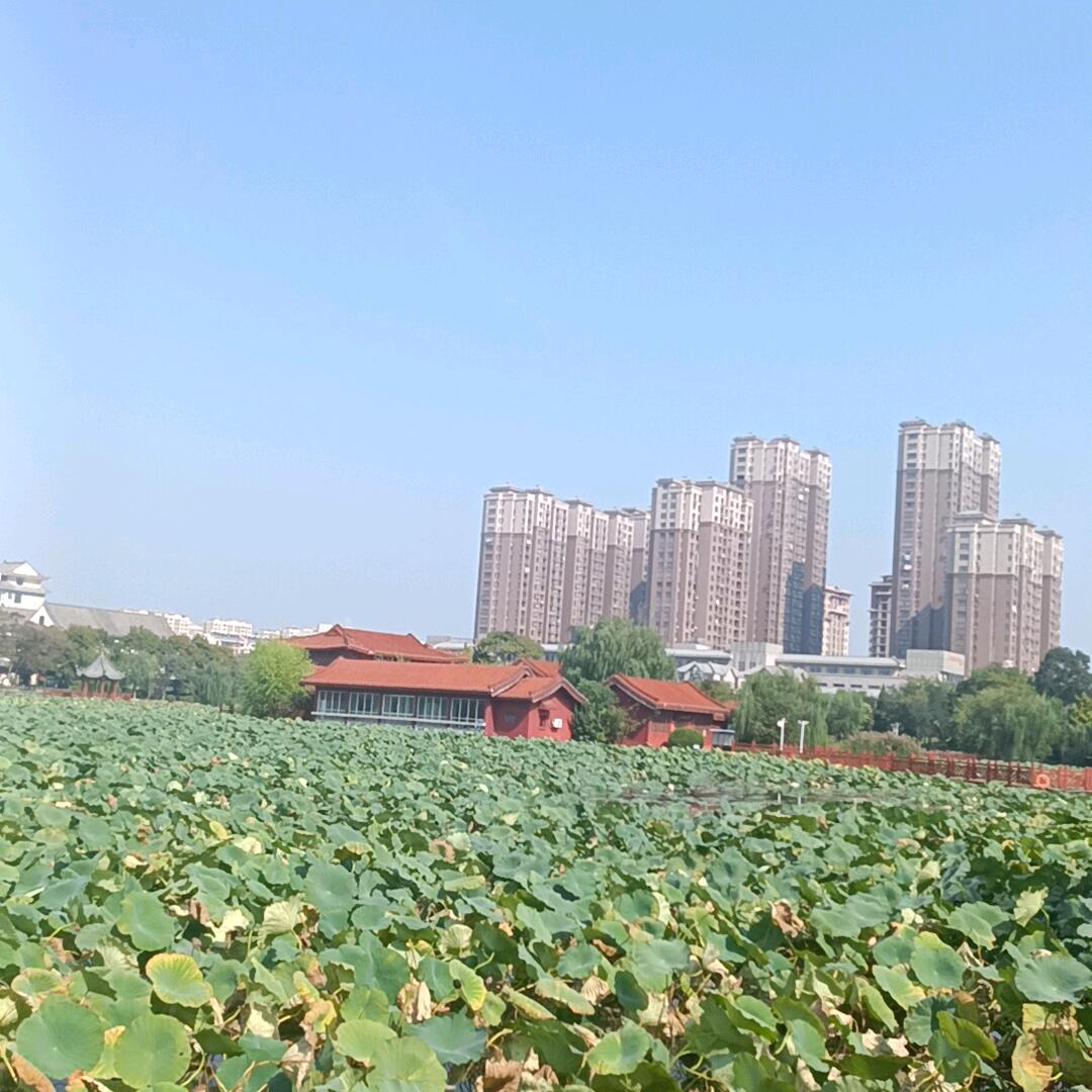 北城半夏