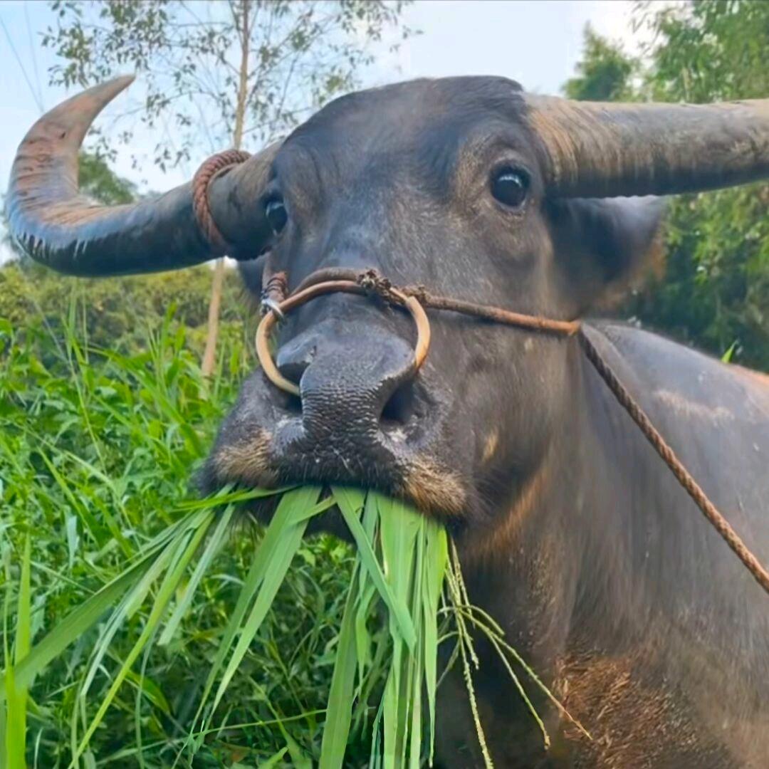 满山猴子我腚最红