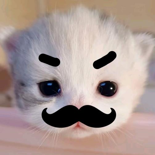 喵。。。。