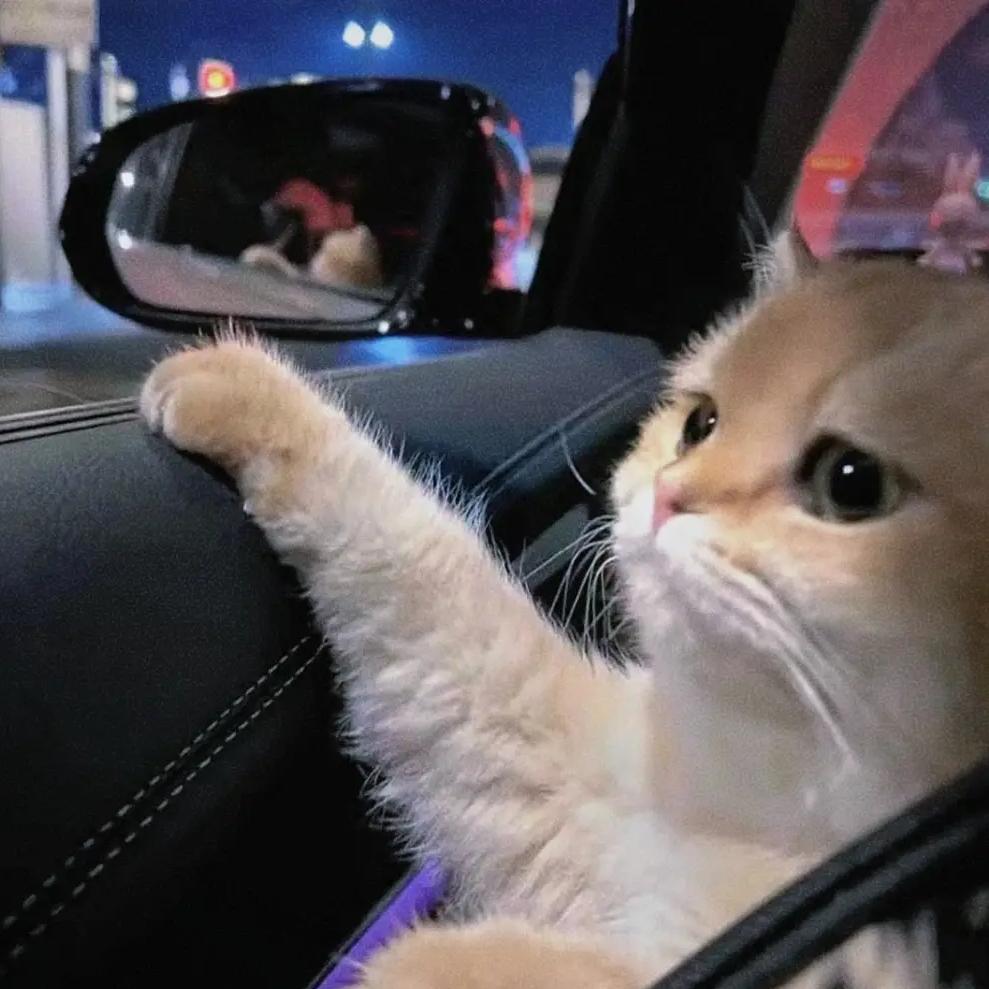 ༺蔠莪⒈苼呒ηι相伴༻