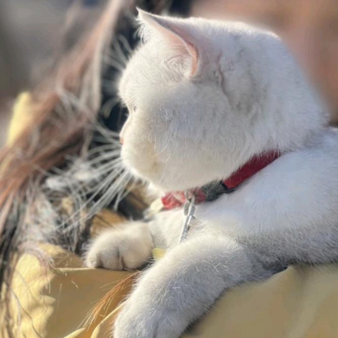 妹妹是小猫咪