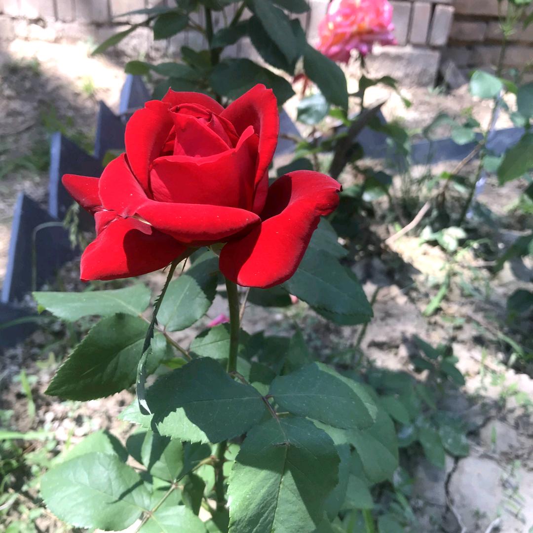忆芬芳39938