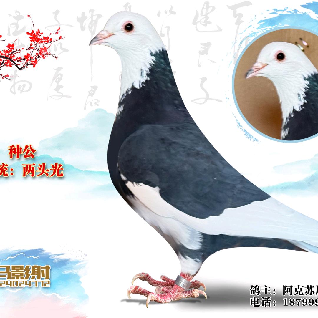 阿克苏翻翻天赐缘鸽舍周涛