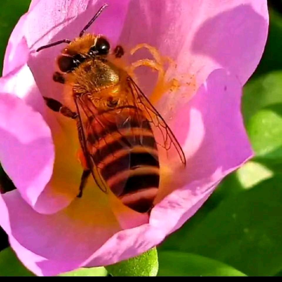 小蜜蜂