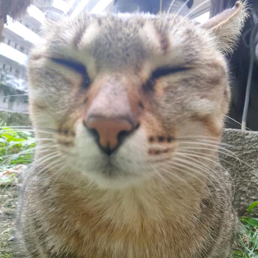 辣椒酱拌面
