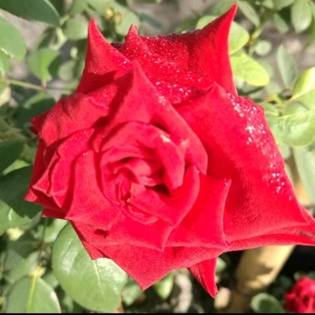 花开富贵🌹🌹🌹