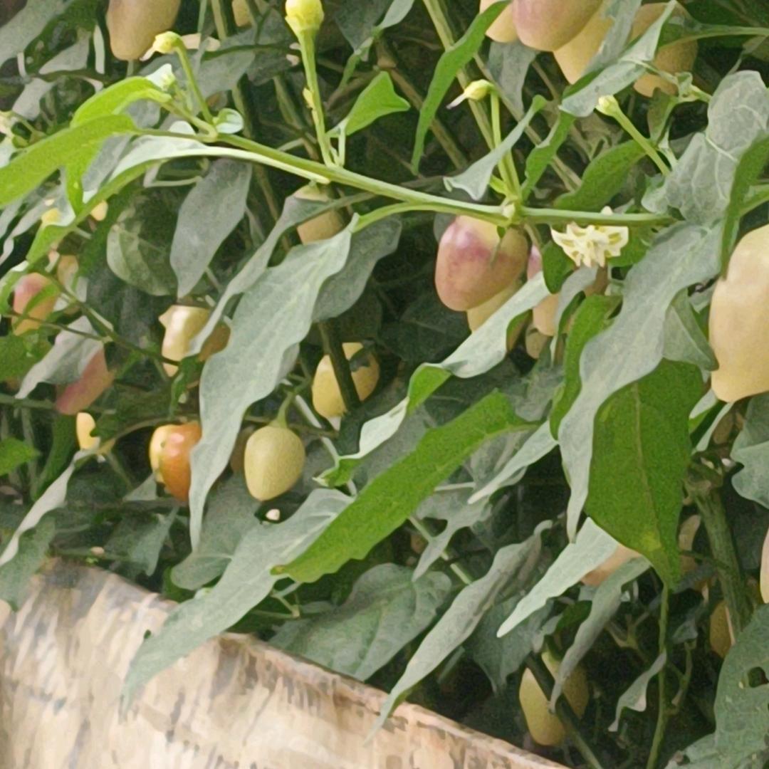 一天🦅不🦉忠，忠🦚身🦜不用🥀