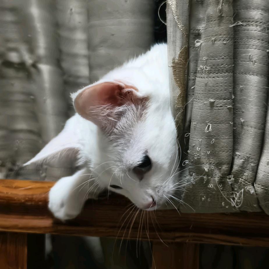 量子乎乎饲养员