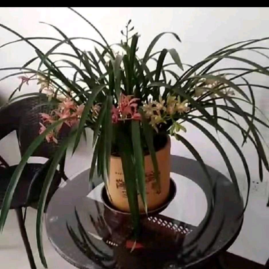 醉红尘