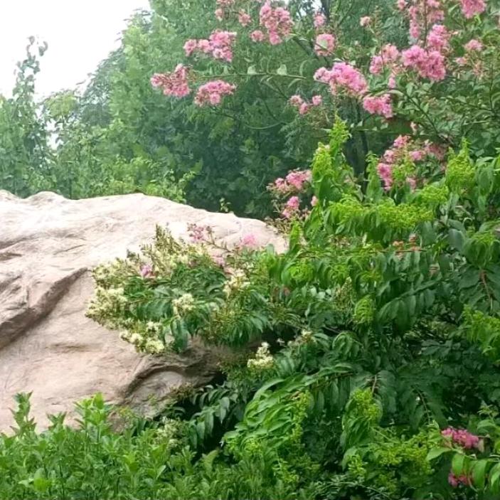 家有四宝🌹🌹