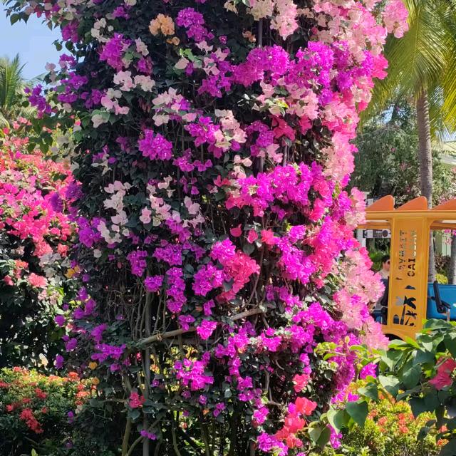 菩提子