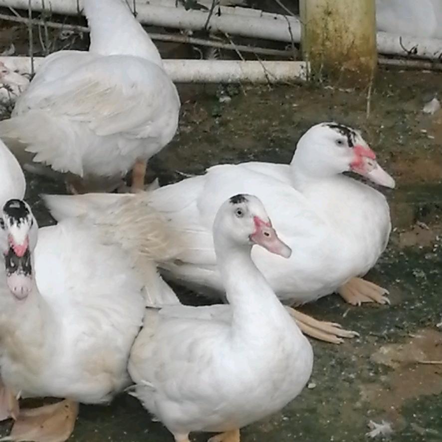 饼又饼