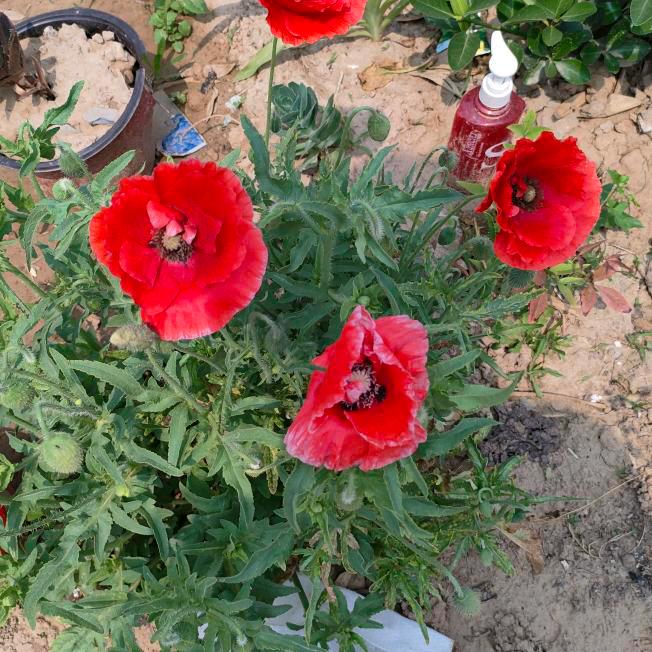 凡事都要感恩     付春梅