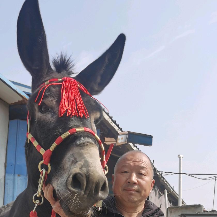 肉驴养驴场