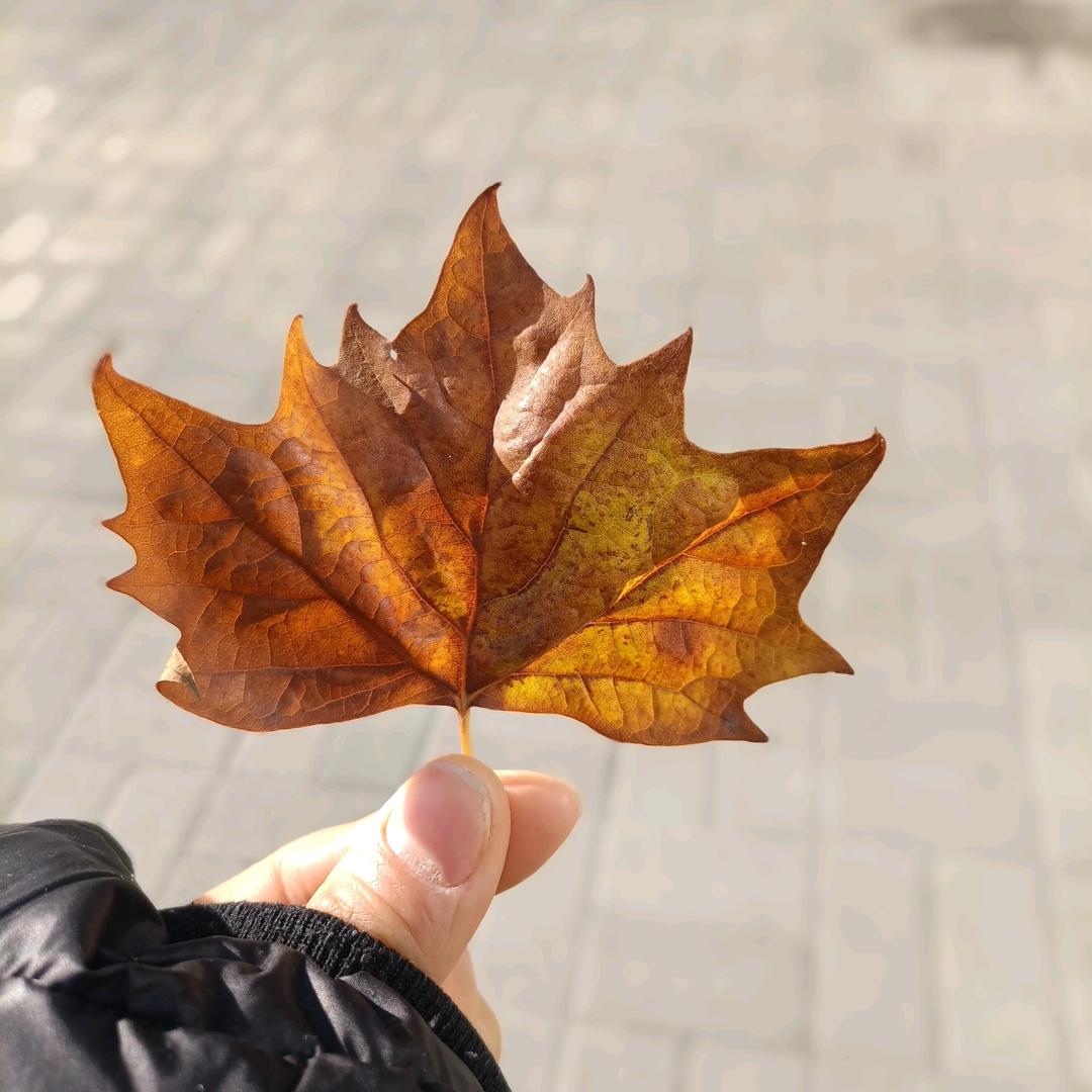 @濮阳（三姐）在北京💰