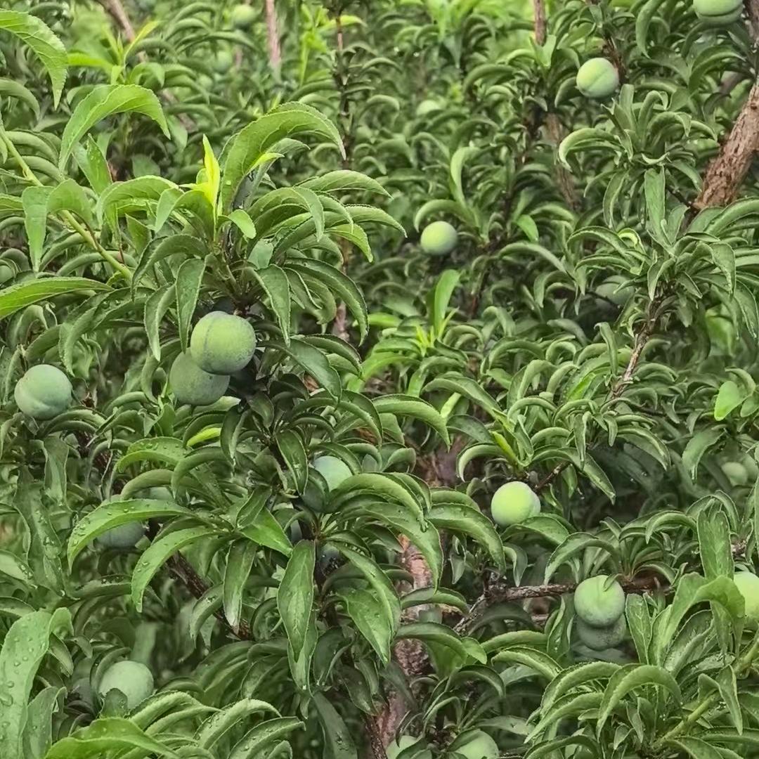 伟恩富特三叶虫