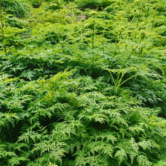 道地中药材人工种植