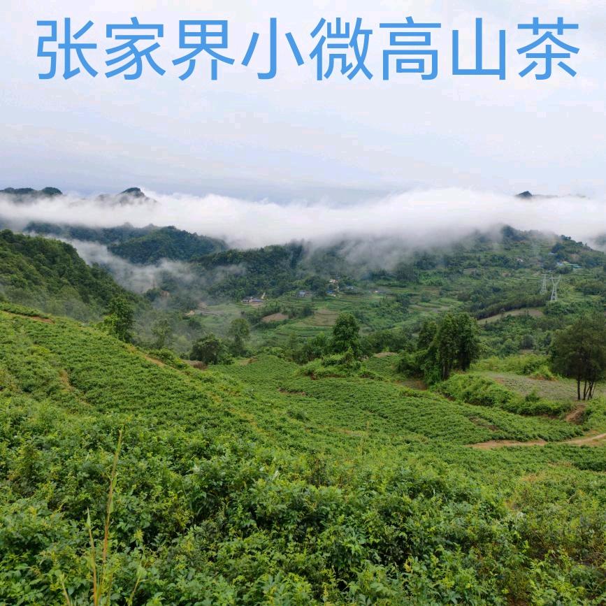 小微高山茶
