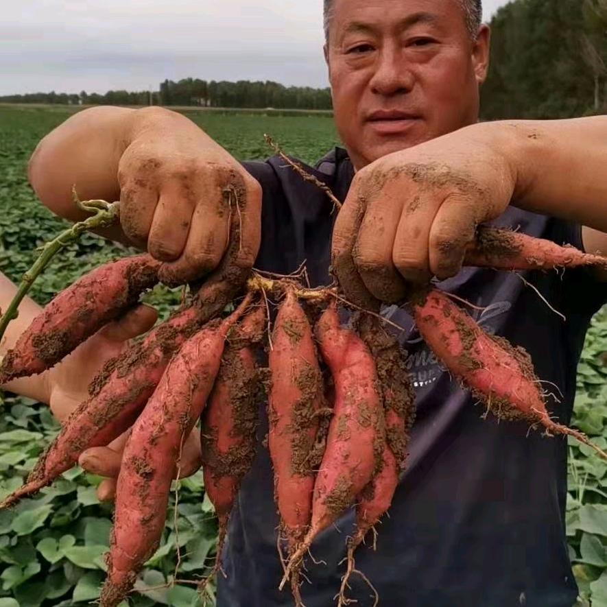 阜新八家子老郭地瓜