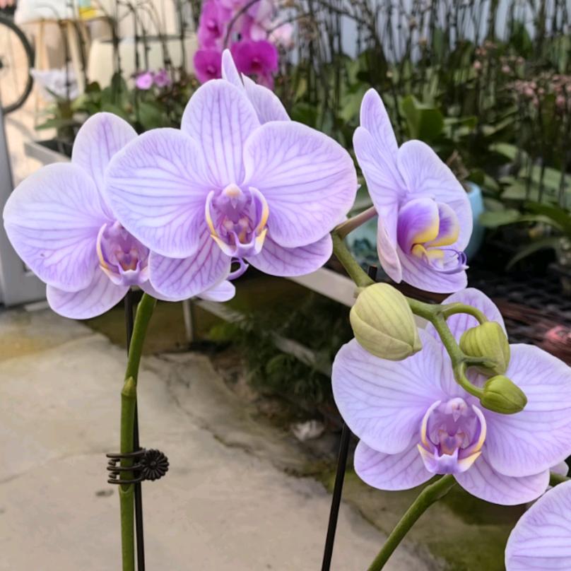 止见花花馆