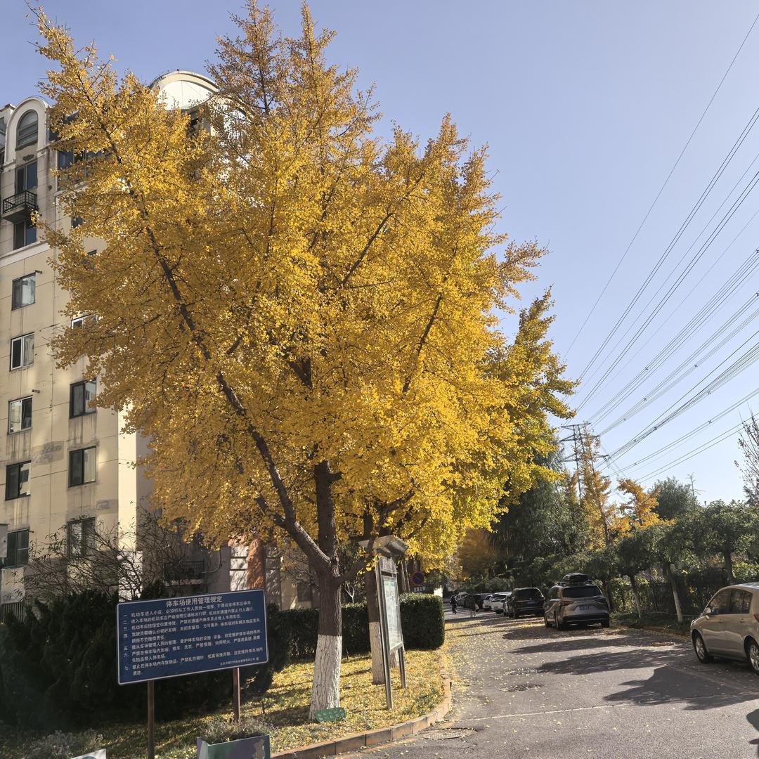 二饼爱吃小甜鱼