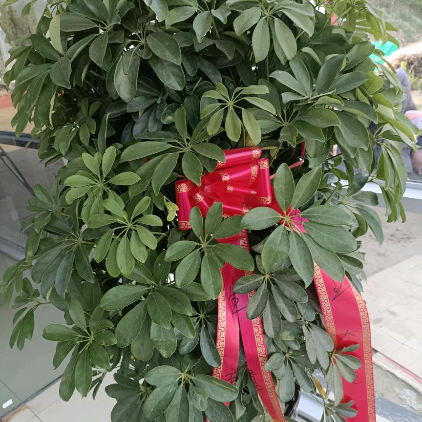 长青树吉祥安康！