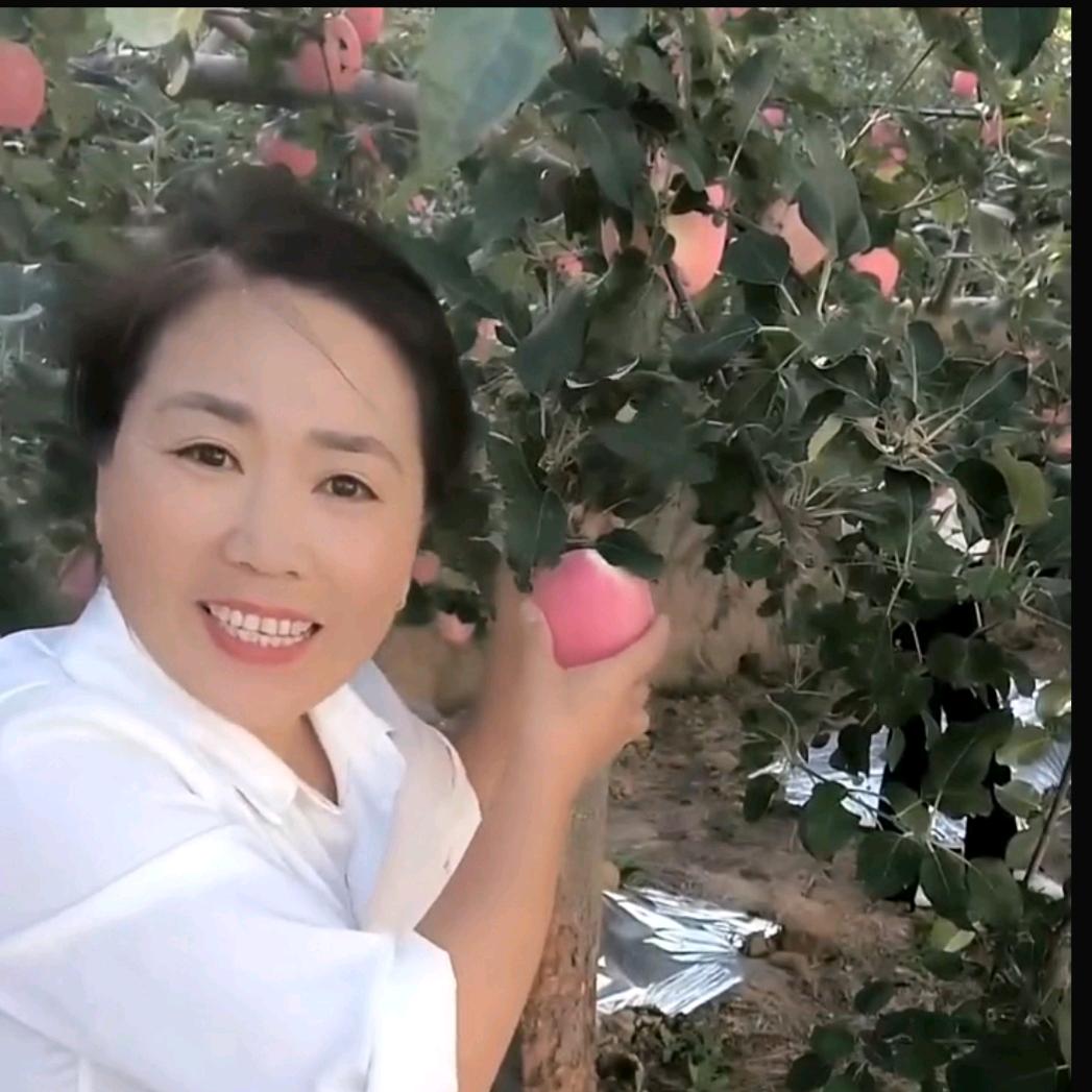 静宁苹果瑞勤姐