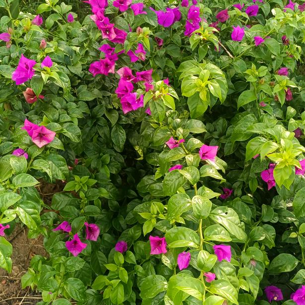 🍂ಢ᭄浅陌ල᭄初心💞