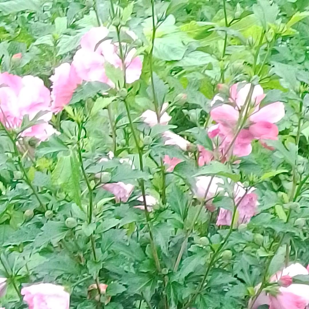 露水晨夕