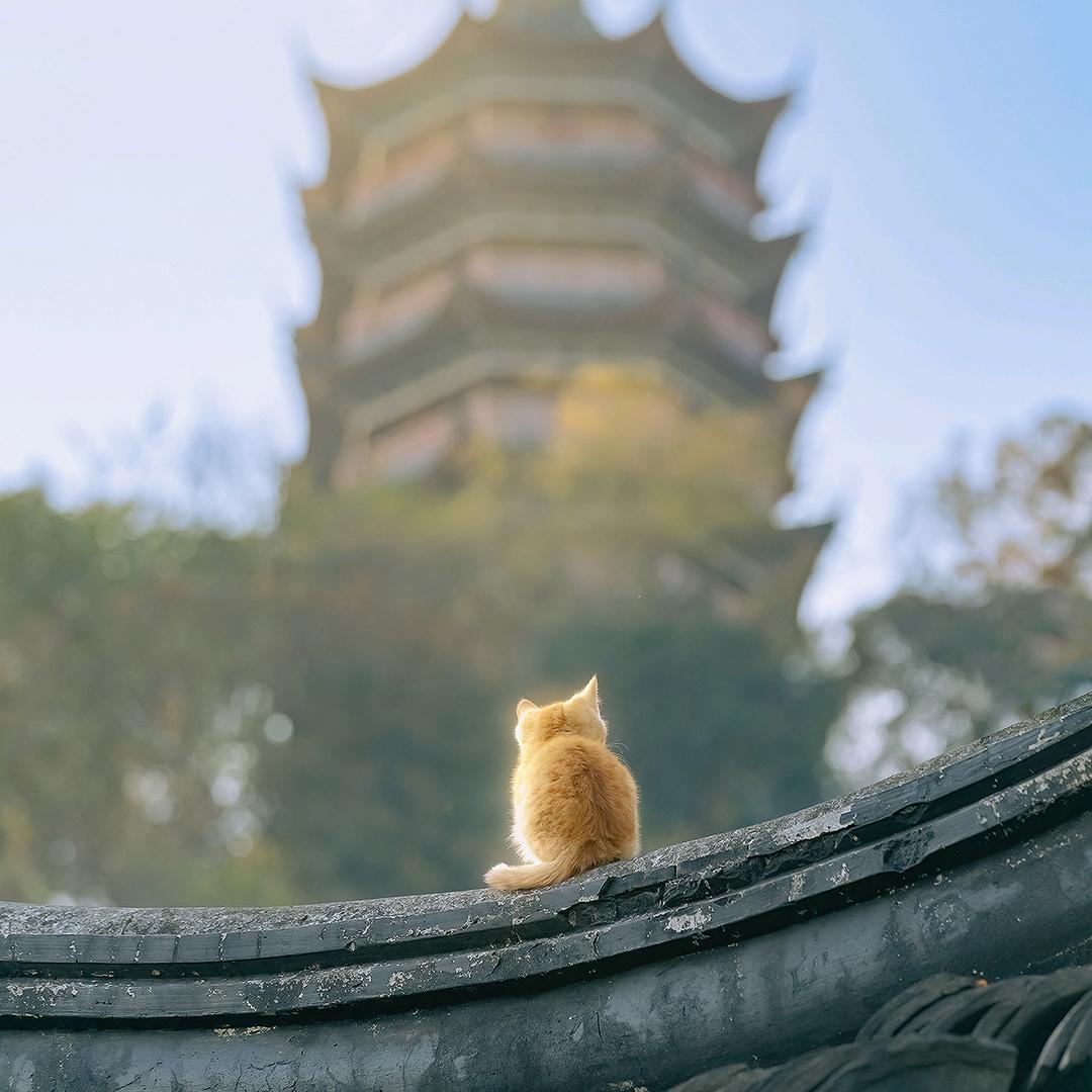 阿甘骑士