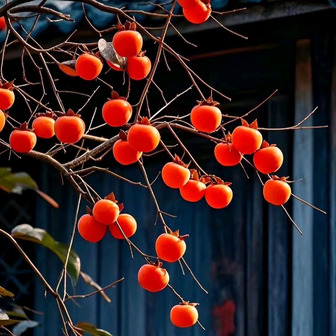 咱们村的张奶奶