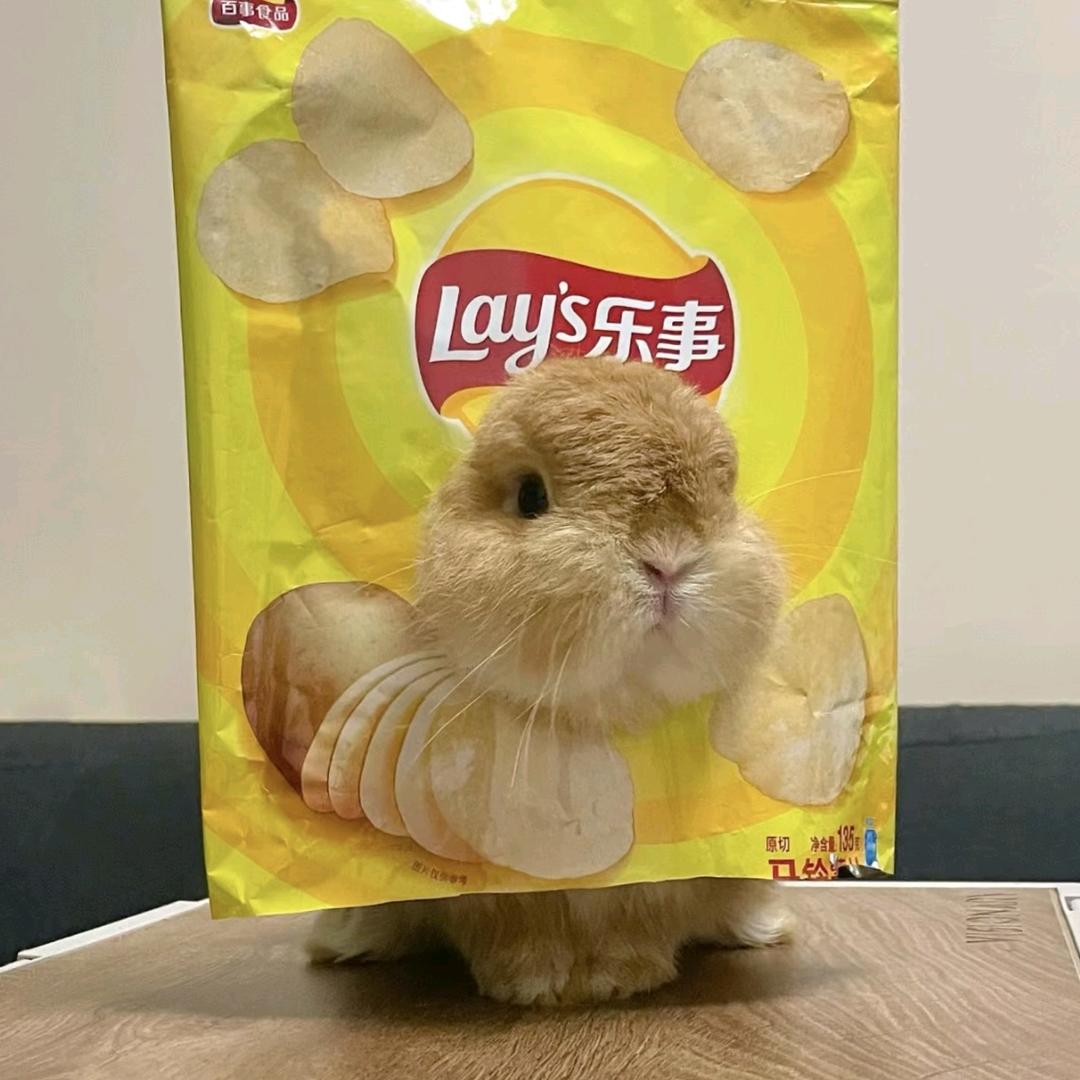 每天都有新玩具（文玩小玉米版）