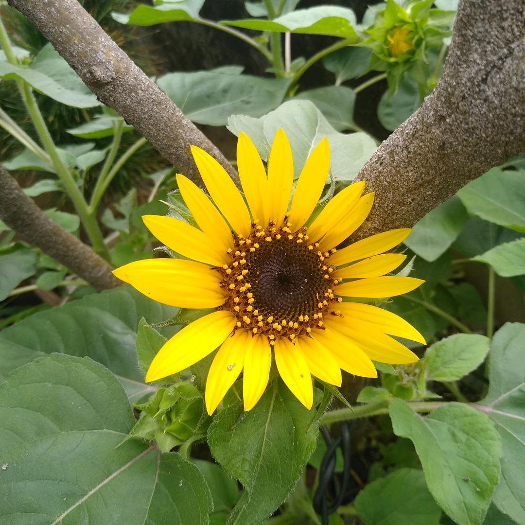 🌈梁山伯与茱丽叶