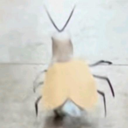 单单