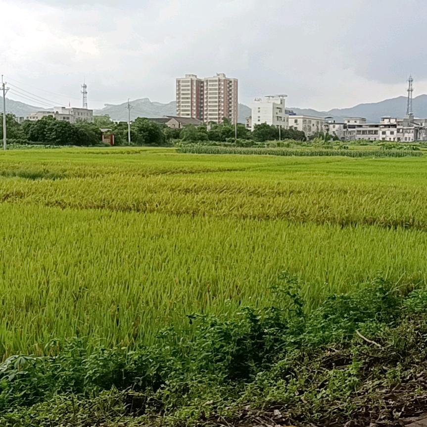 潮汕蔡蔡