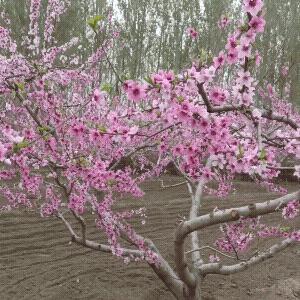 郭磊(天门口桃园采摘)