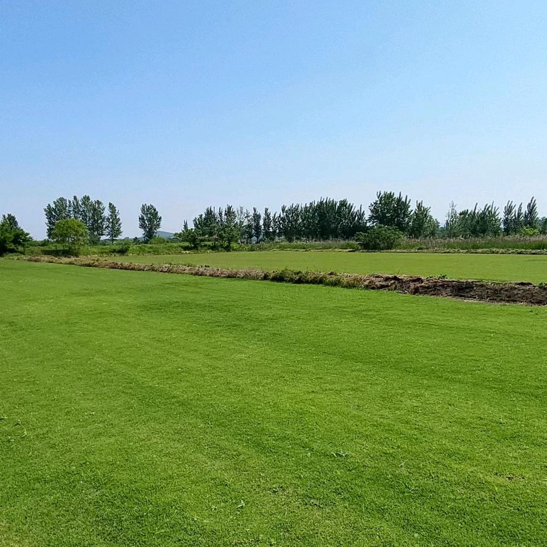 安徽  草坪基地