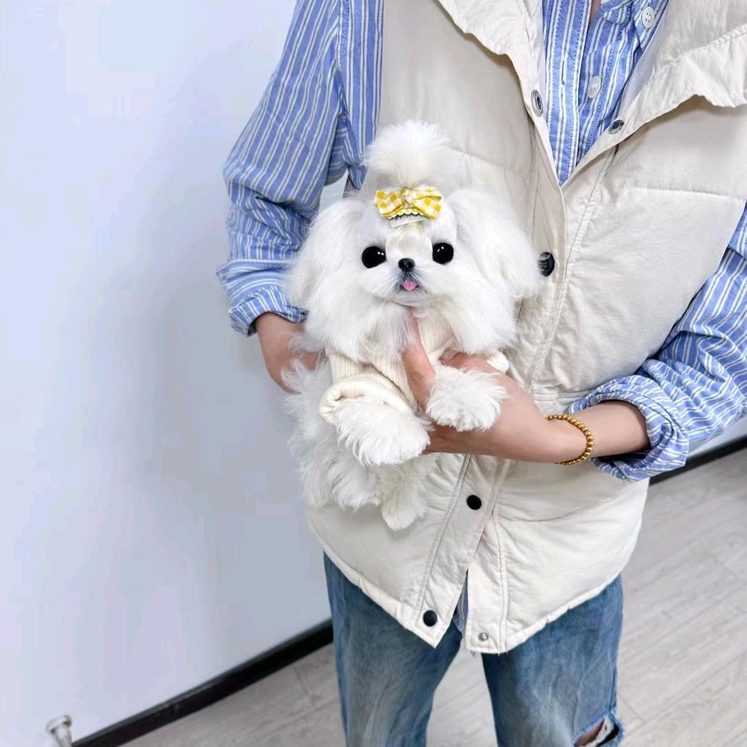 小鳖三