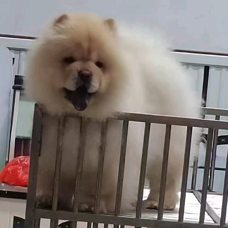 AA沂蒙·松狮犬舍