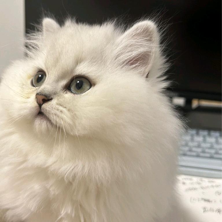 椬意