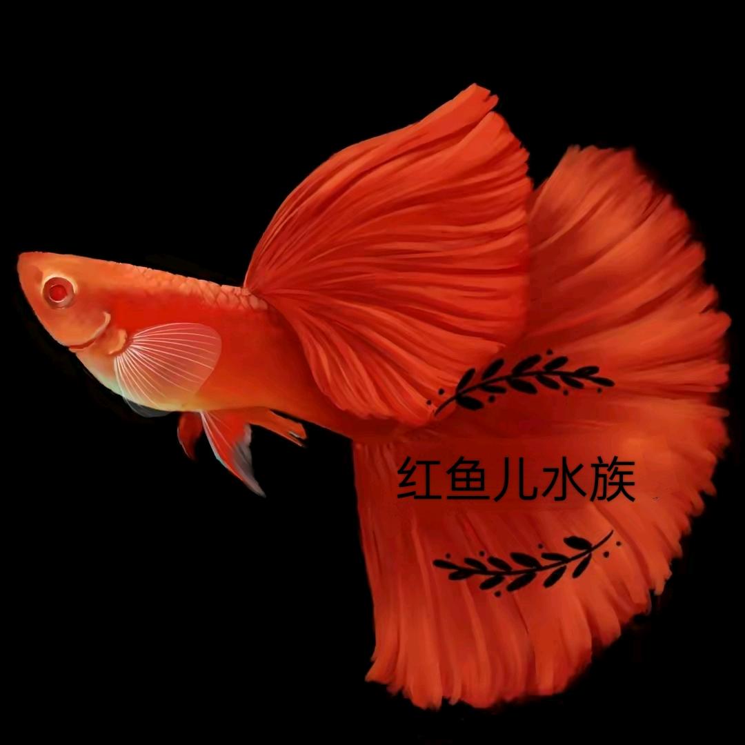 红鱼儿观赏鱼水族店