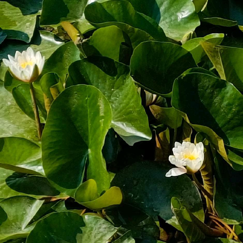 花花绿绿红红火