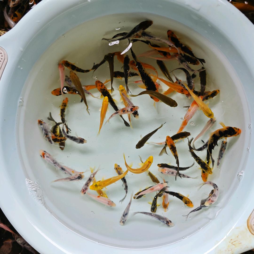 锦鲤小鱼苗