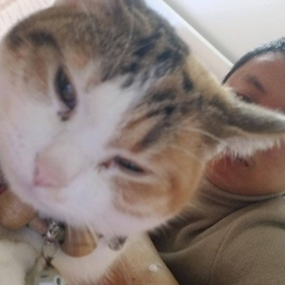 、猫有九条命唯有一颗心