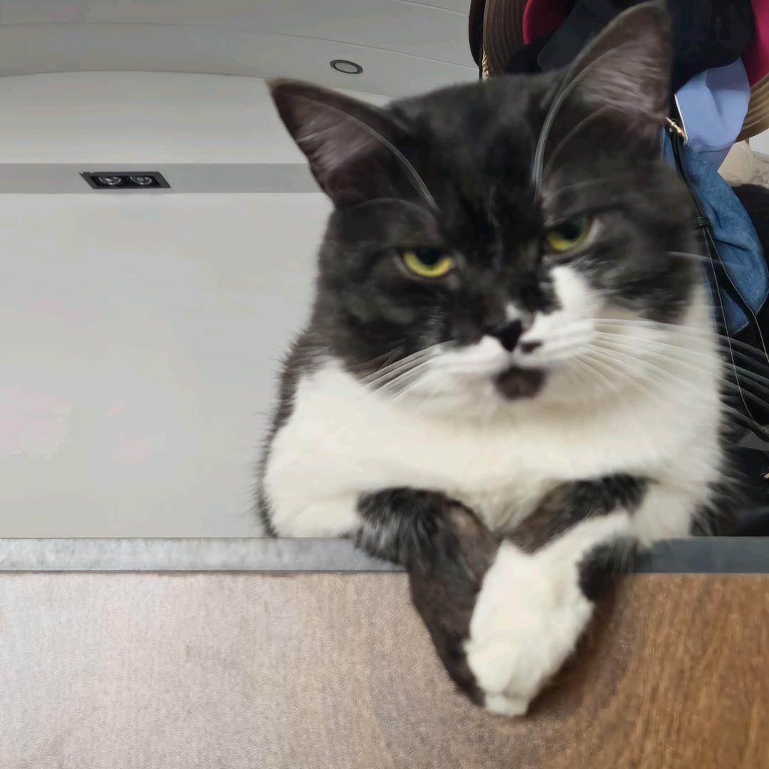 100岁退休老肥猫
