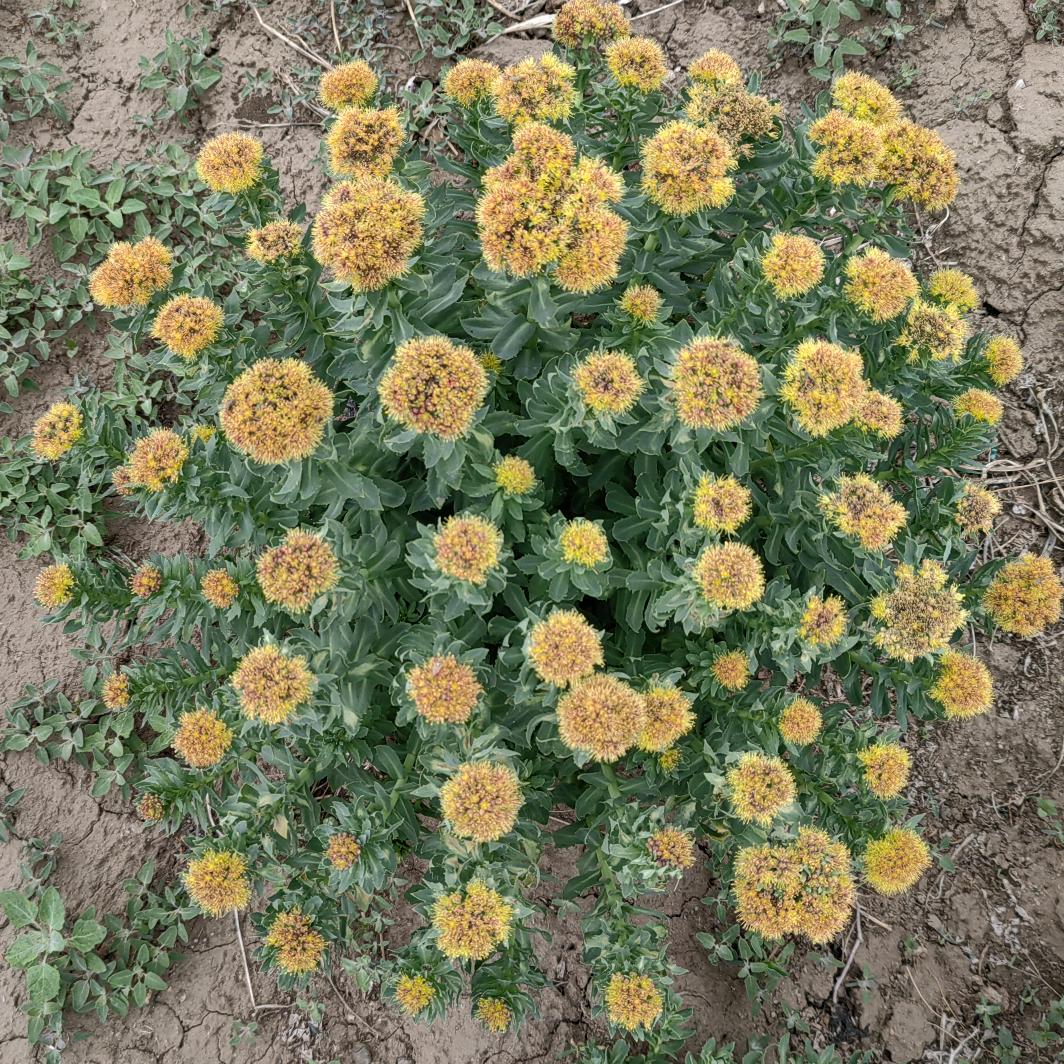 带伞蹦跑《红景天》