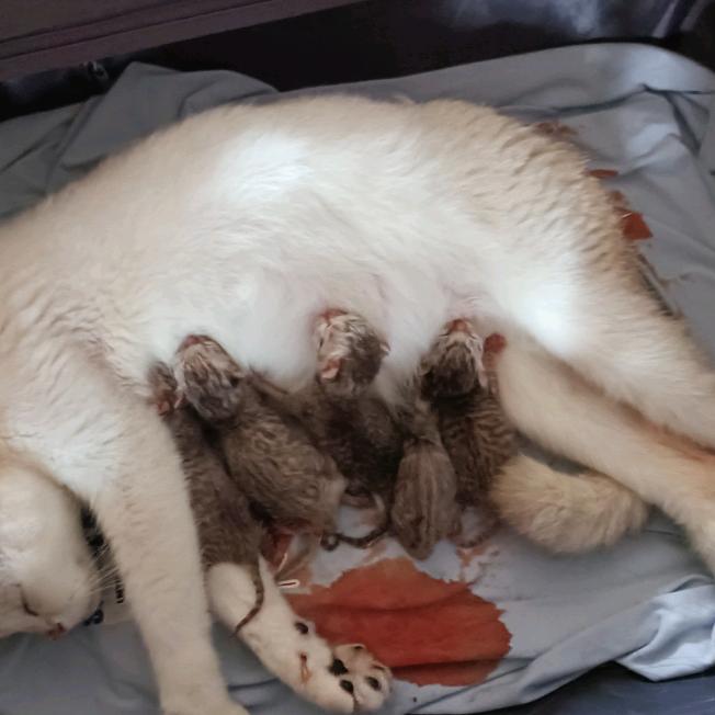 诺亚舟优学派学习机